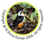 Copyright N.Shiva Kumar 2005. All rights reserved.