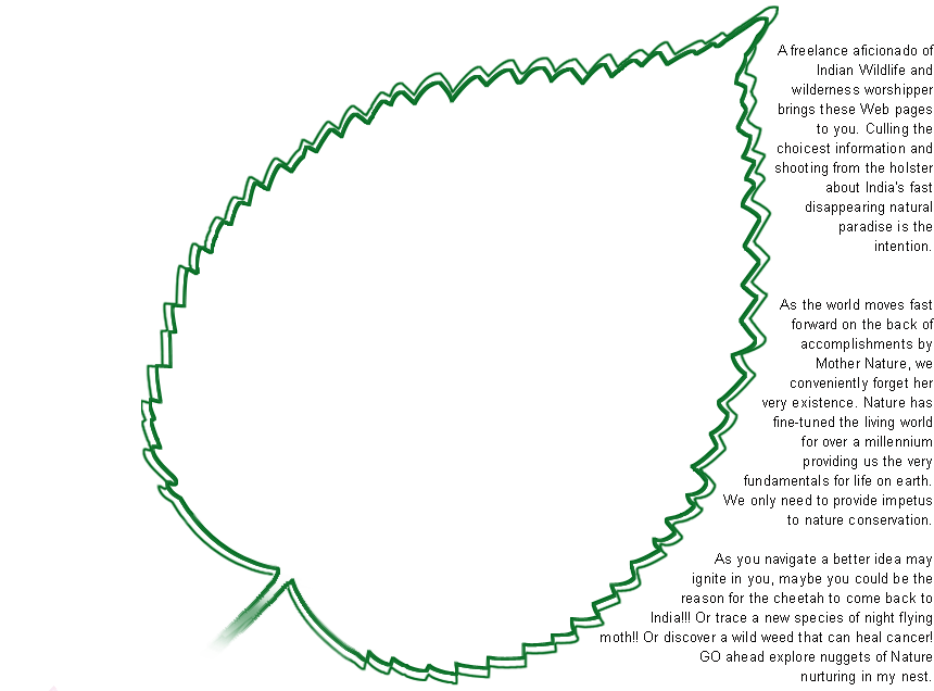 Leaf Background