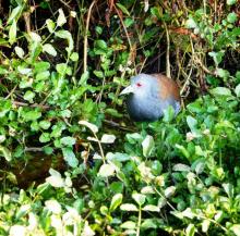 1-black-tailed-crake_0 Black Tailed Crake