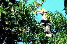 1-great-hornbill Great Hornbill