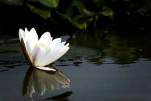 Lilly