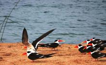 1-skimmer-group Skimmer group