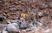 1-son-of-ladli-tiger Son Of Ladli Tiger