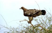 1-steppe-eagle Steppe Eagle