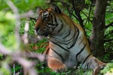1-tiger-tales Tiger Tales