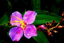 Wild Flower