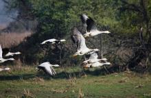 10-Bar-Headed-Geese Bar Headed Geese