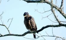 10-crested-serpant-eagle Crested Serpant Eagle