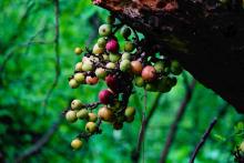 10-fig-fruits Fig Fruits