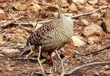 10-francolin Francolin