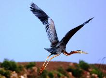 Purple Heron