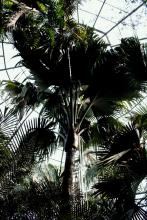 10-rare-palm Rare Palm