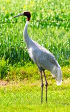Sarus Stance