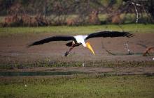 11-Painted-Stork-flight Painted Stork flight