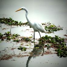 Egret Hunting
