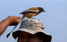 11-tiger-tooth-pick-bird Tiger Tooth Pick Bird