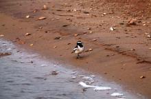 11-wagtail Wagtail