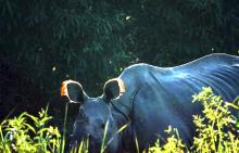 11-wild-buffalo Wild Buffalo