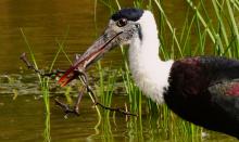11-wooly-necked-stork Wooly Necked Stork