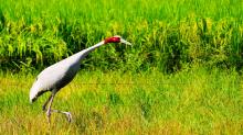 Sarus Take Off