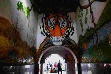 11_tiger_looks Tiger Looks