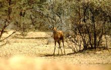 12-chinkara Chinkara