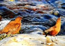 12-dipper-pair_0 Dipper Pair