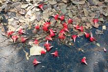 12-fallen-flowers Fallen Flowers