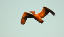 12-pelican Pelican