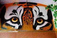 12_tiger_stare Tiger Stare