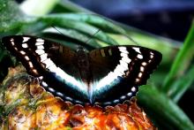 French Duke butterfly