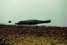 13-mugger-crocodile Mugger Crocodile