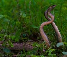13-snake-dance Snake Dance