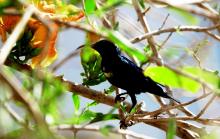 13-sunbird-seeking-nector Sunbird Seeking Nector