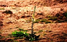 13-wild-weed Wild weed