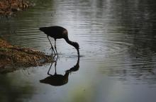 14-Glossy-ibis Glossy ibis
