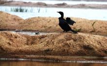 14-cormorant Cormorant