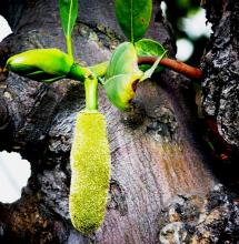 Jack Fruit