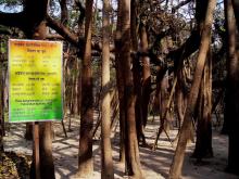 14-massive-banyan Massive Banyan