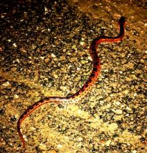 14-snake_0 Snake