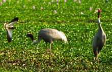 Sarus War