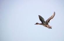 Female Duck
