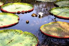 15-giant-water-lily Giant Water Lily