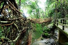 Living Root Bridge