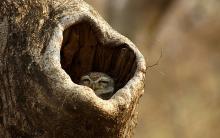 15-spotted-owlet Spotted Owlet