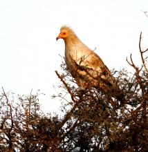 15-vulture Vulture