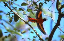 16-Scarlet-Minivet Scarlet Minivet