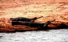 16-gharial-females Gharial females