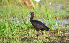 Ibis