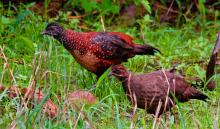16-painted-spur-fowl Painted Spur Fowl